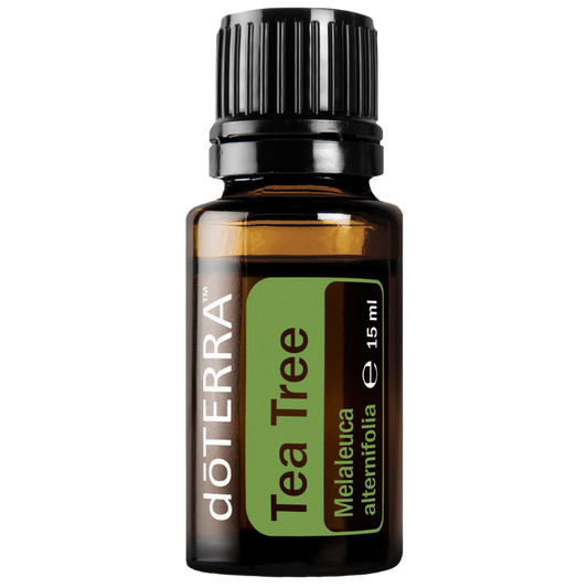 Tea Tree (Melaleuca alternifolia) - 15 ml